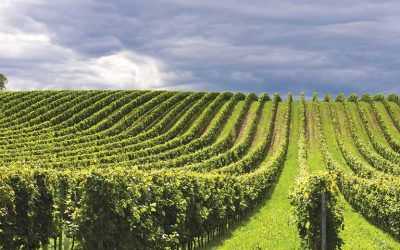 Why Sustainability Is A Main Focus At Salute Santé! Grapeseed Oil