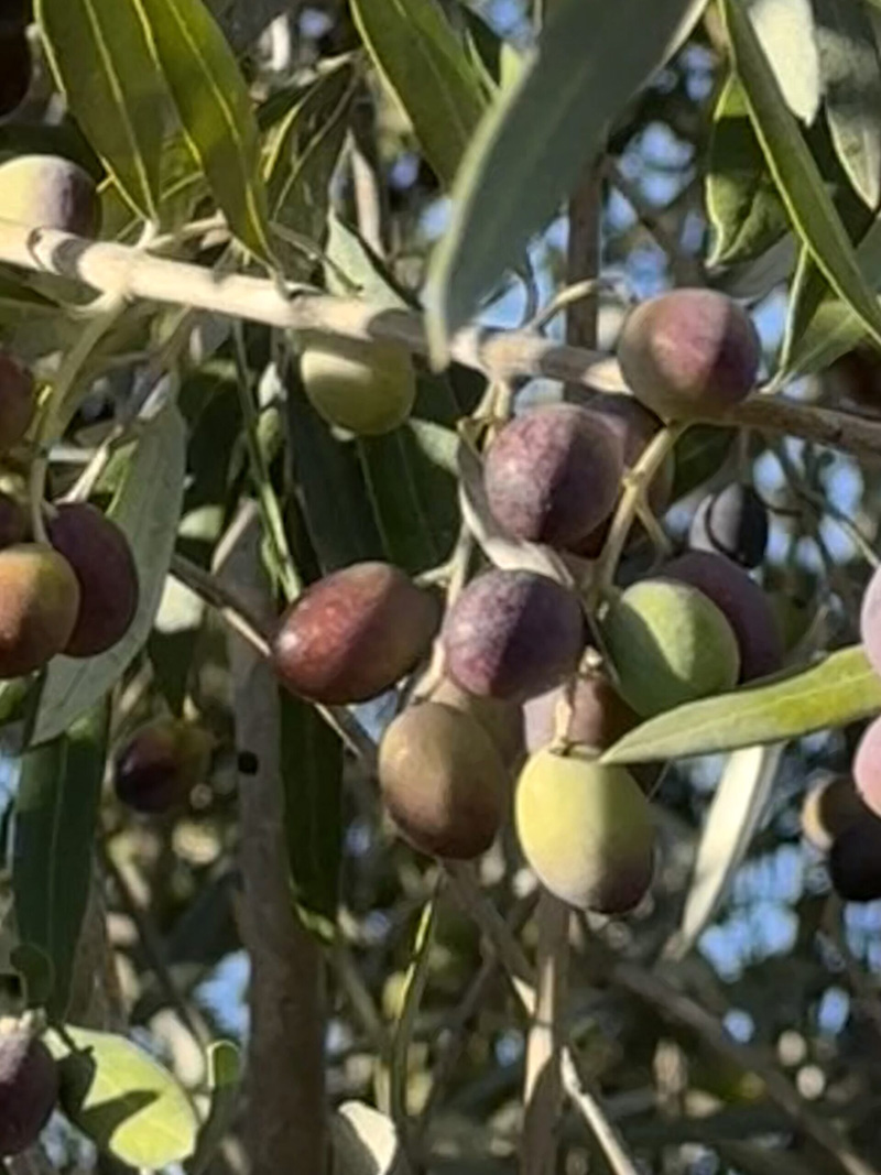 olives on tree Napa, CA